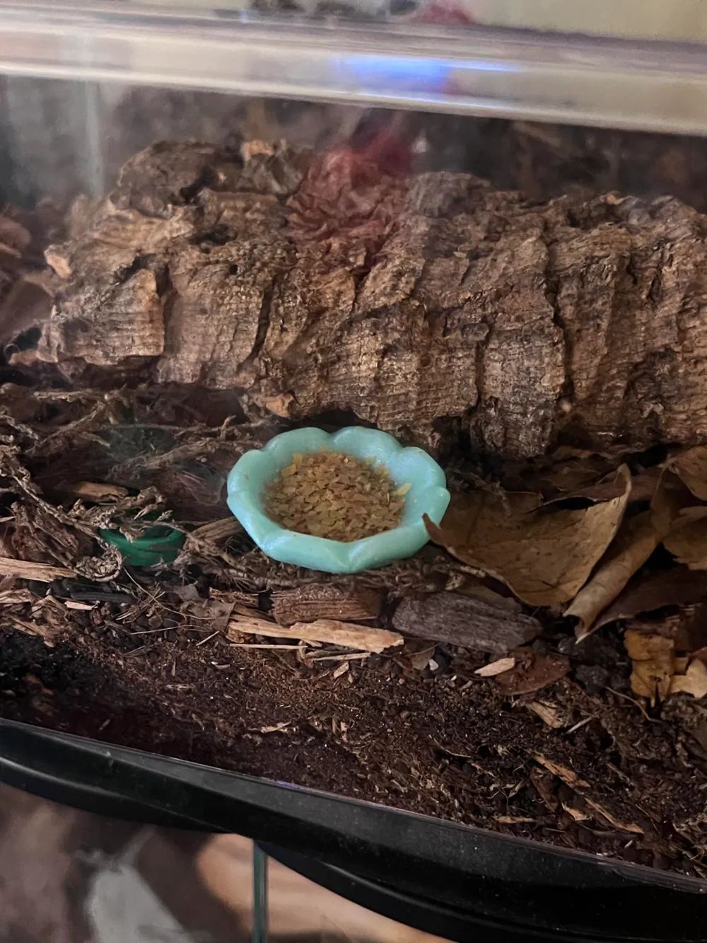 Flower Isopod Food Dish