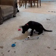 Hollow Dog Toy for Chewing