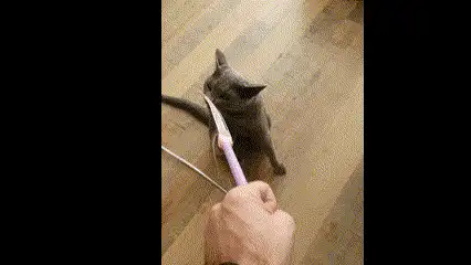 Cat toy stick