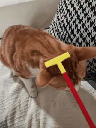 Cat Itching and Scratching