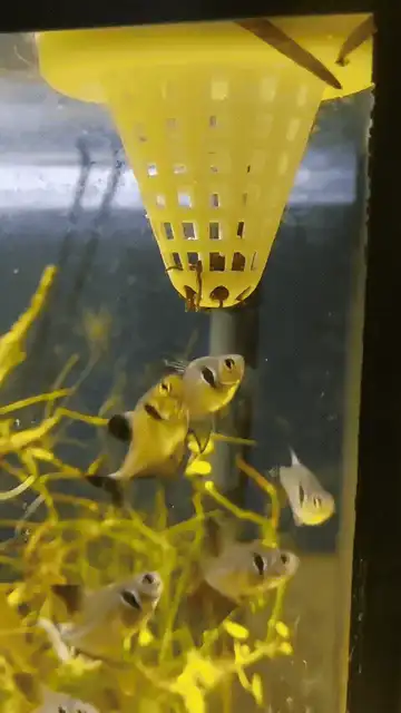 Aquarium floating fish feeder
