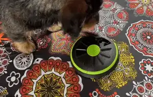 Pet treat puzzle