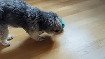 Rocking Pet Toy