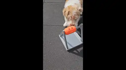 Interactive Pet Snack Dispenser: for cats and dogs