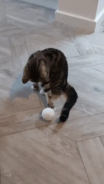 Cat Toy - Wobble Ball