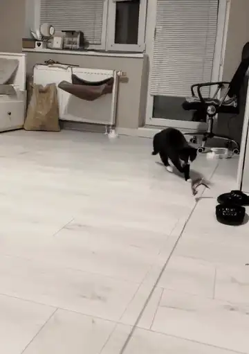 Cat running toy - chase the mouse!