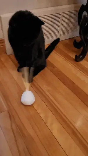 auto balance pet toy