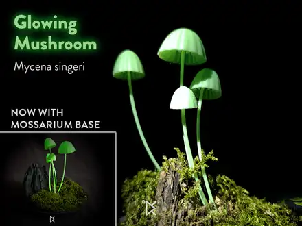Bioluminescent Mushrooms - Mycenia Singeri
