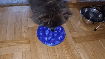 Pet treat puzzle (dog or cat)