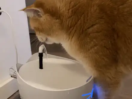 Catit Pixi Fountain Extension for extra fun
