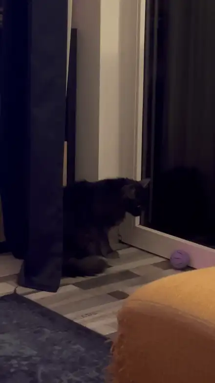 Customizable cat ball toy
