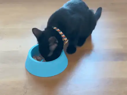 Anti-Tip Cat & Dog Bowl (Water & Food)