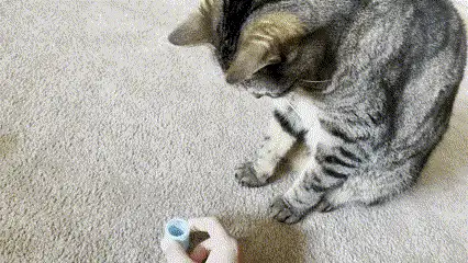 Bouncy Cat Spring Toy