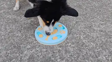 Treat Track Puzzle Feeder