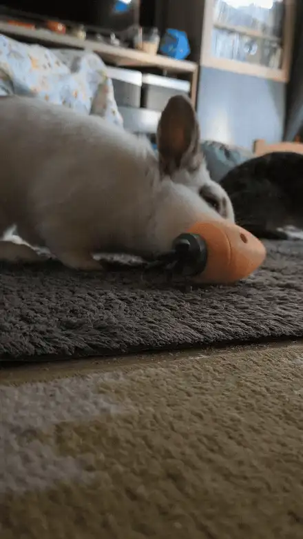 Carrot Treat Toy for Rabbits & Small Pets