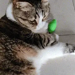 Catnip refillable cat toy