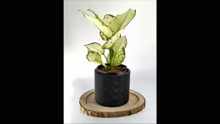 Selfwatering Pot - unique level indicator