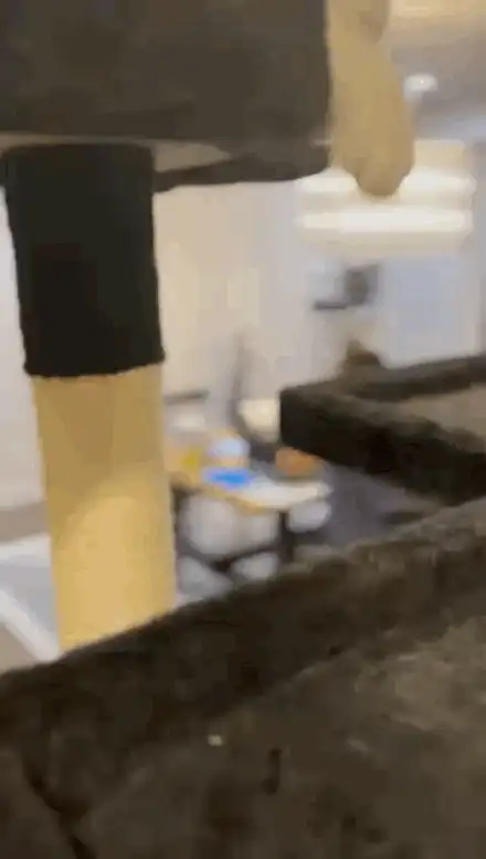 Cat Toys - V1