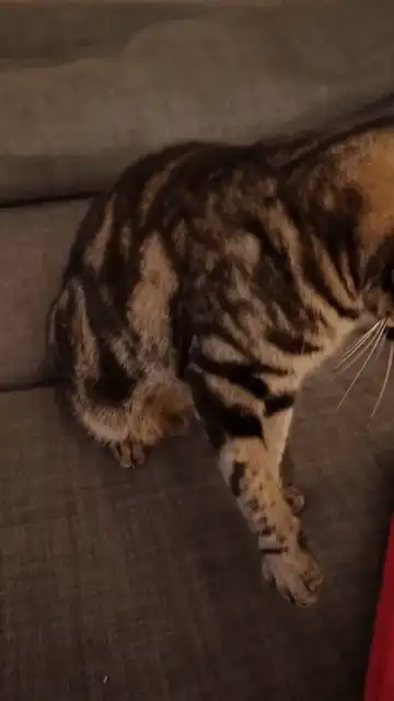 Cat Toy Straps Stick