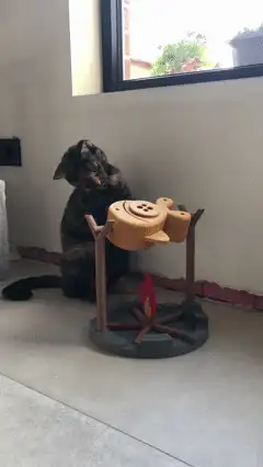 cat feeding toy
