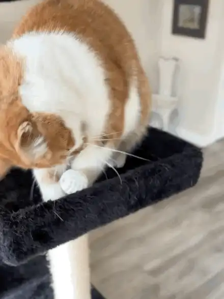 Cat Toys - V3