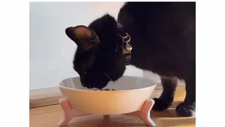 Ergonomic Small Pet Food Bowl Riser