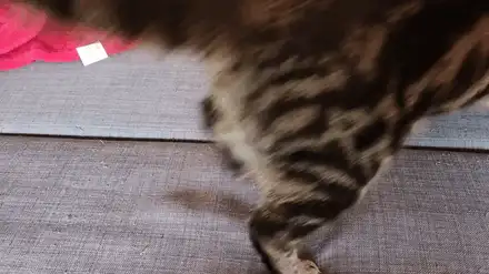 Cat Toy Cylinder with Ball