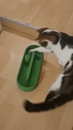 Cay Toy