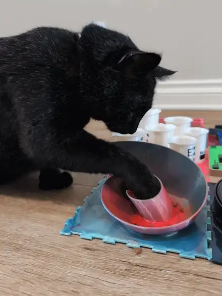 Curious Paws- Nautilus Puzzle