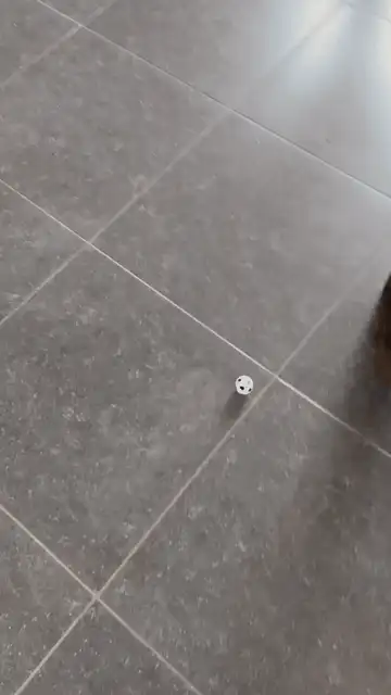 Football Pet Toy