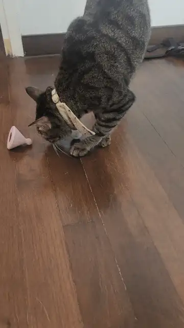 Tajin Pet Toy