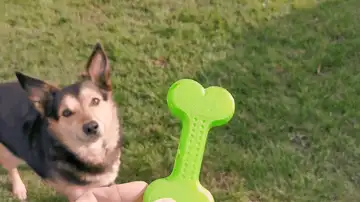 Throw Me A Bone - TPU Dog Toy