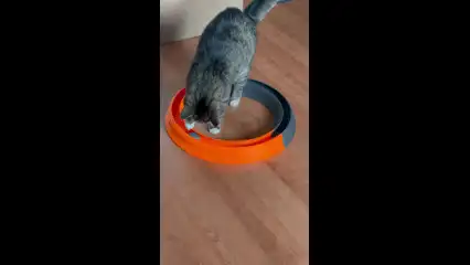 Toy for cats
