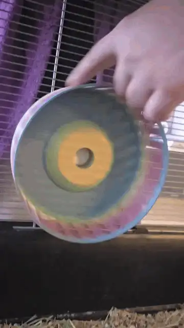 Hamster Wheel