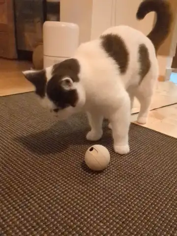 Pet Food Ball