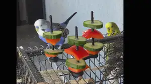 Interactive Rotating Bird Feeder for Budgies