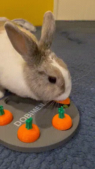 Interactive toy for pets (bunny,, guinea pig etc.)