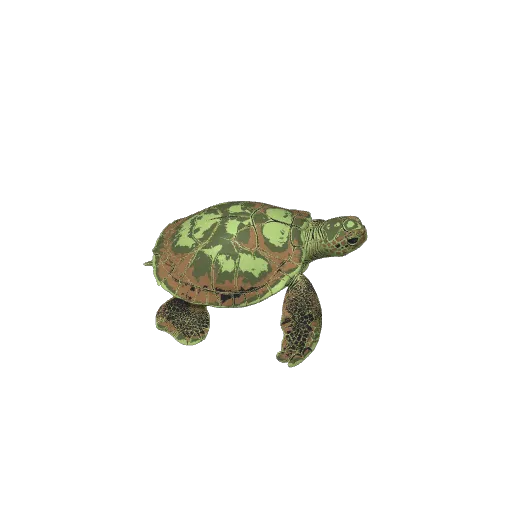 Green Sea Turtle-Ultra-Realistic Figure, photo 3 of 3 - Green Sea Turtle-Ultra-Realistic Figure Miniatures