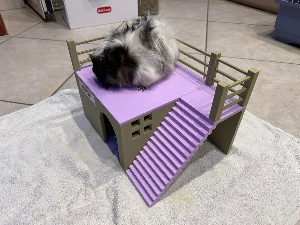 GUINEA PIG HOUSE REQUIRED