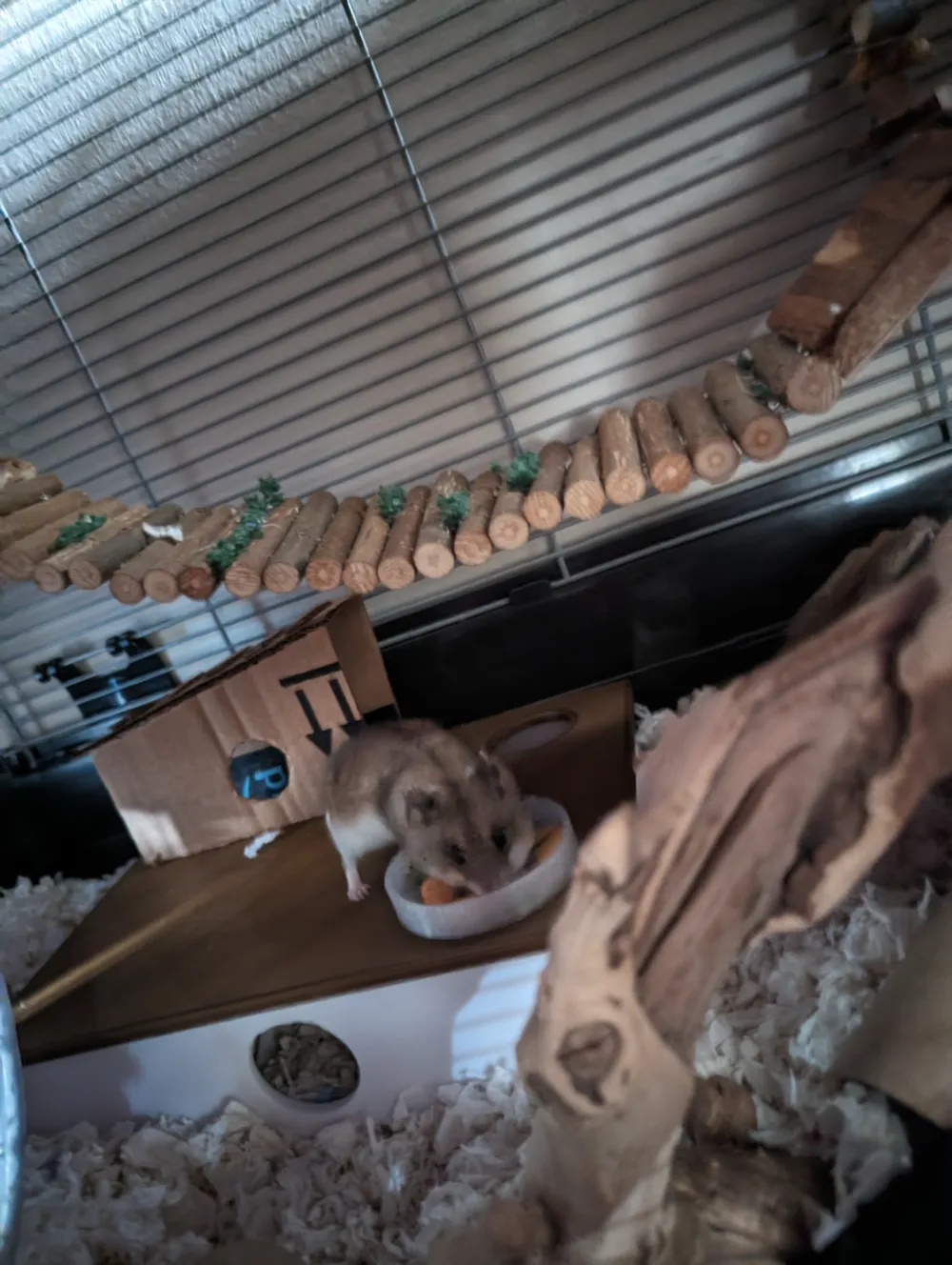 Hamster Multi-Chamber Hideout, photo 4 of 4 - Hamster Multi-Chamber Hideout Pets