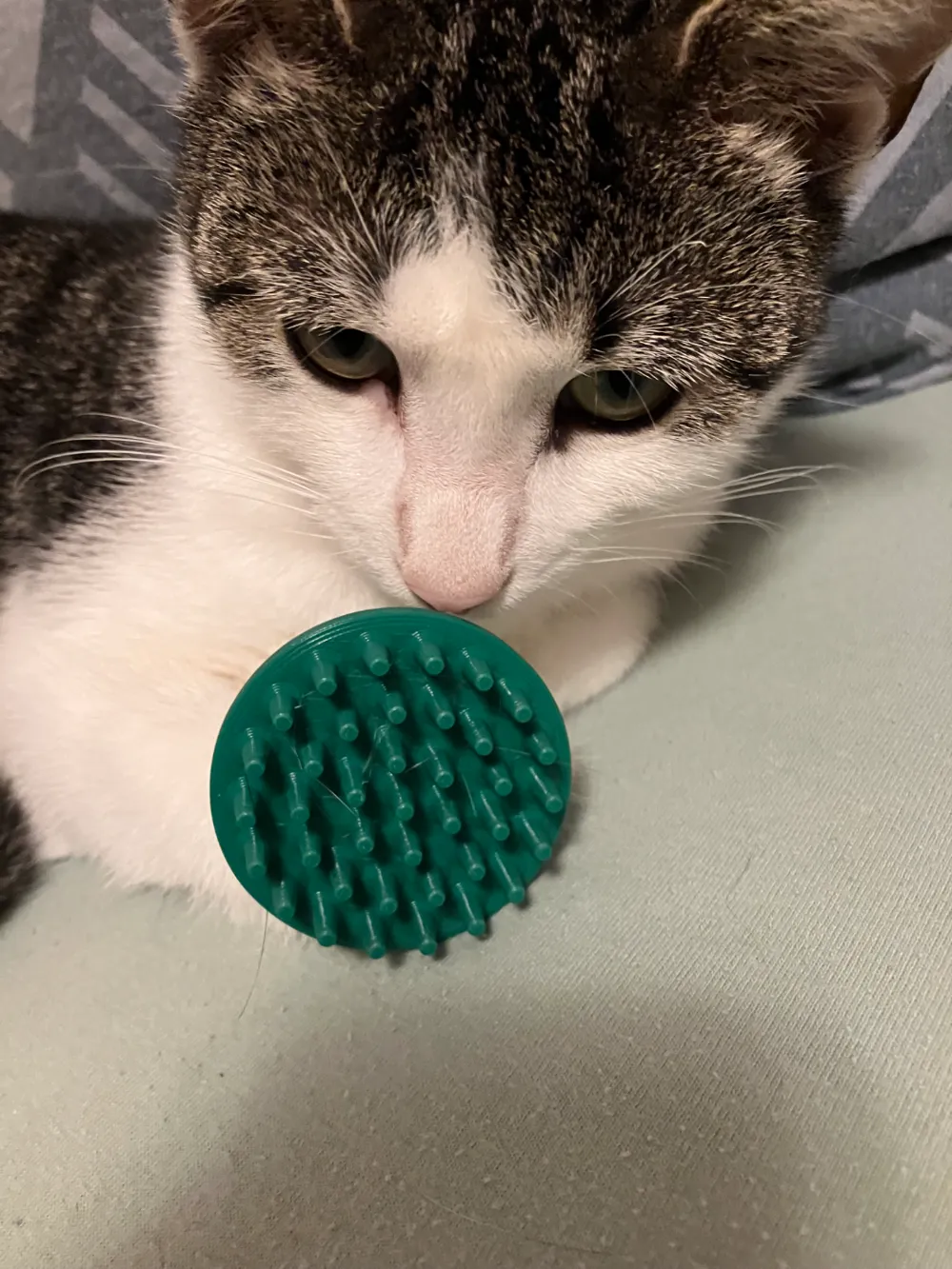 handheld pet scratcher, photo 3 of 4 - Pet Bowls & Feeders, pet accessory
