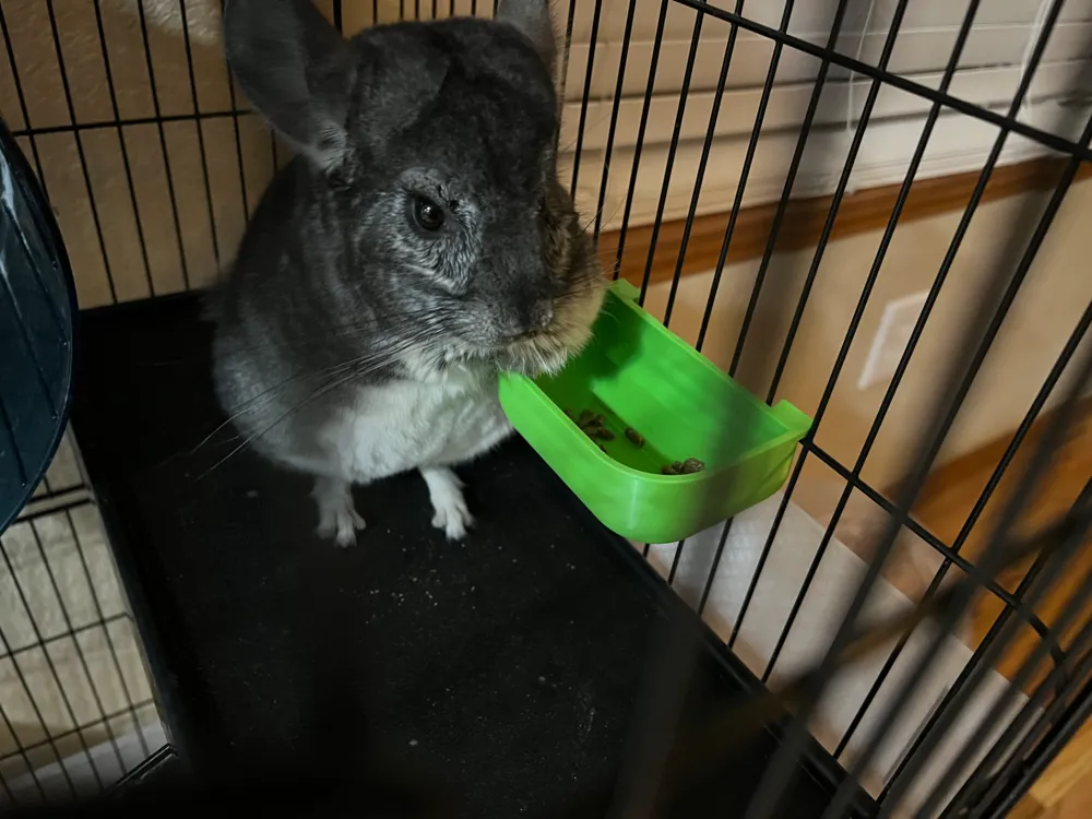 Hanging Food Bowl