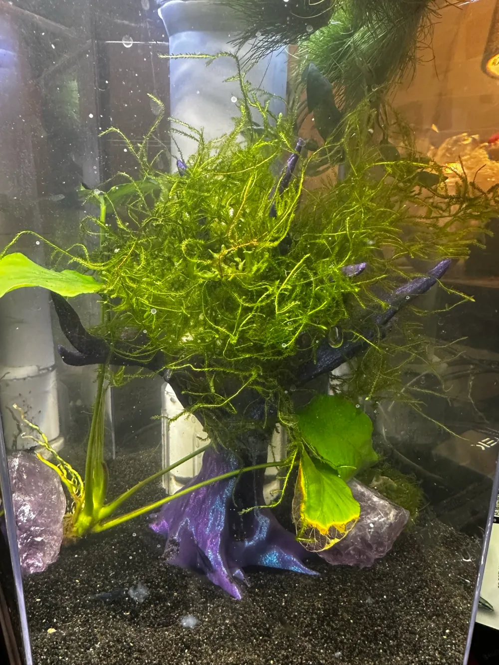 Hardscape/Terrain Tree, photo 4 of 4 - Hardscape/Terrain Tree Pets