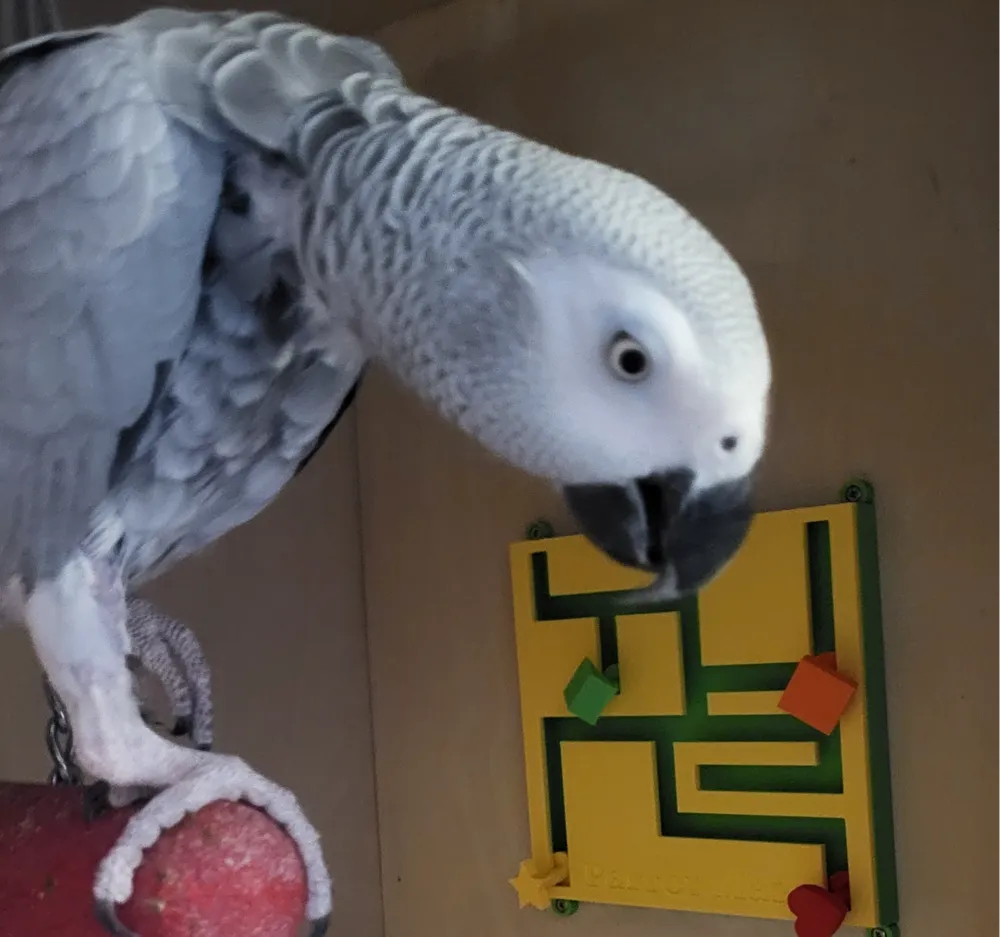 Interactive Parrot Maze Toy - 4 Piece Puzzle Set