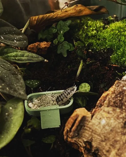 Isopod Feeding Dish