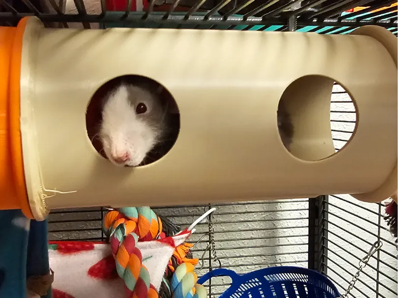 Modular Pet Tunnel V3