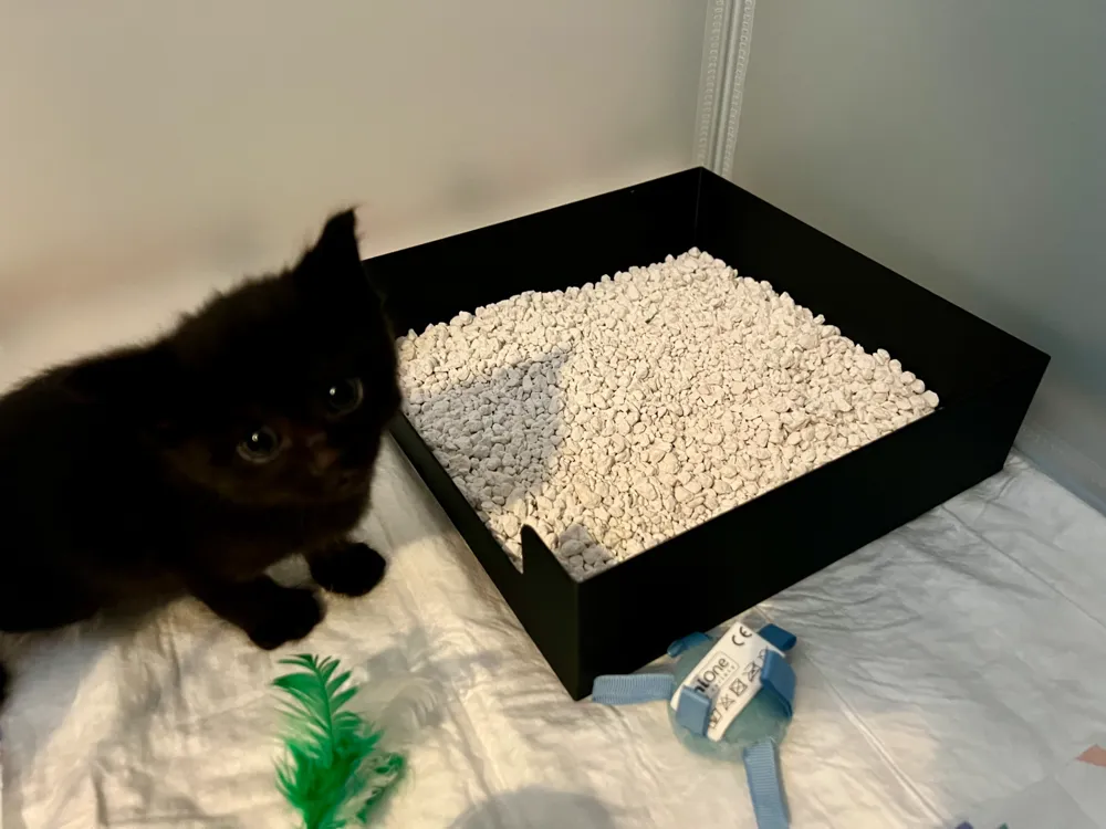 Kitten litter box, photo 3 of 4 - Litter Box Accessories, cat