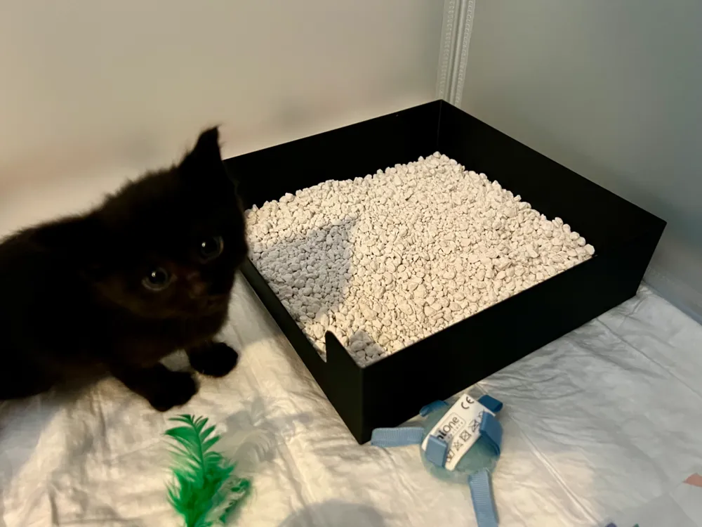 Kitten litter box