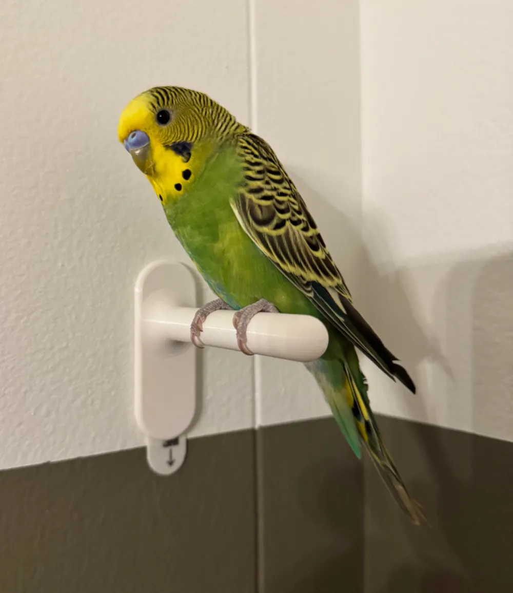 lil bird perch