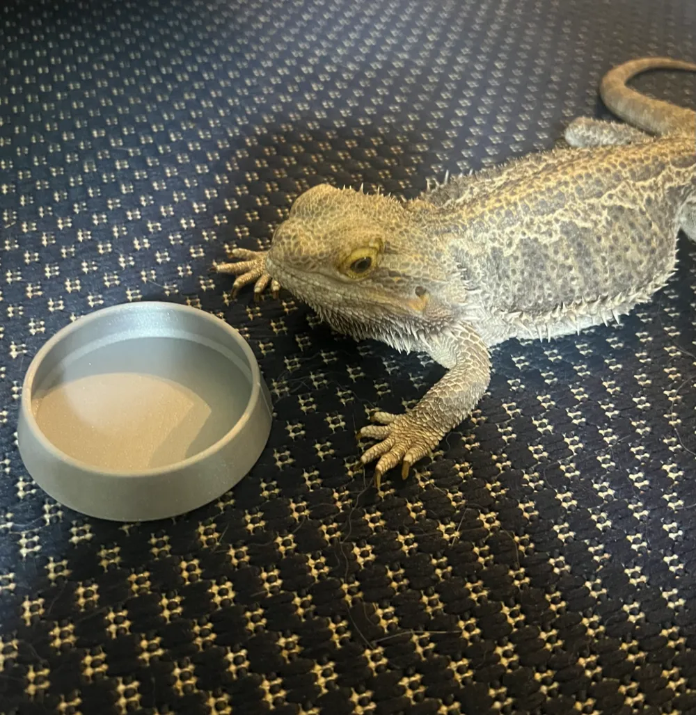 Medium Reptile Food Bowl, photo 2 of 4 - Feeding Dishes & Insect Keepers, lizard